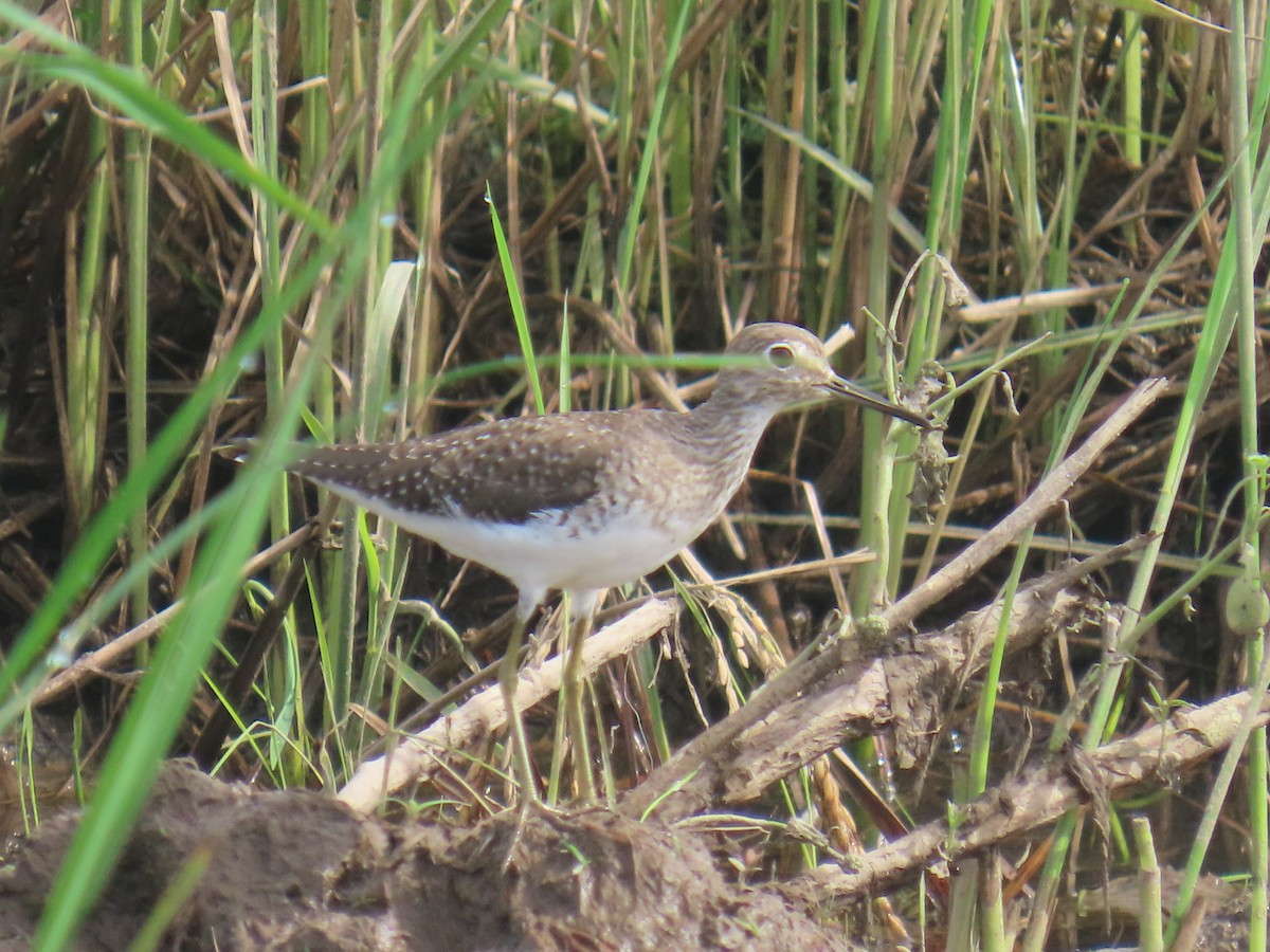 Solitary Sandpiper - ML644488975