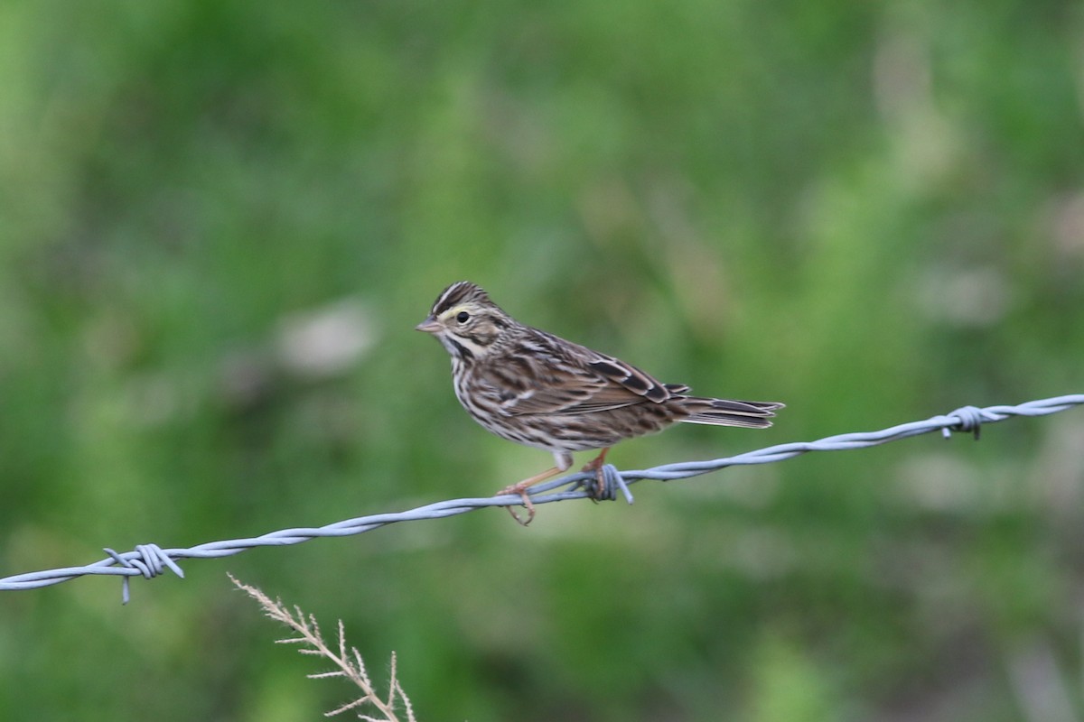 Savannah Sparrow - ML644488976