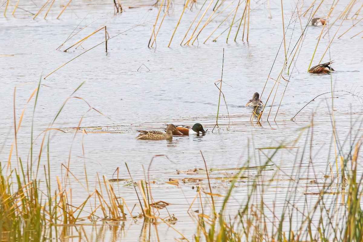 琵嘴鴨 - ML644488993