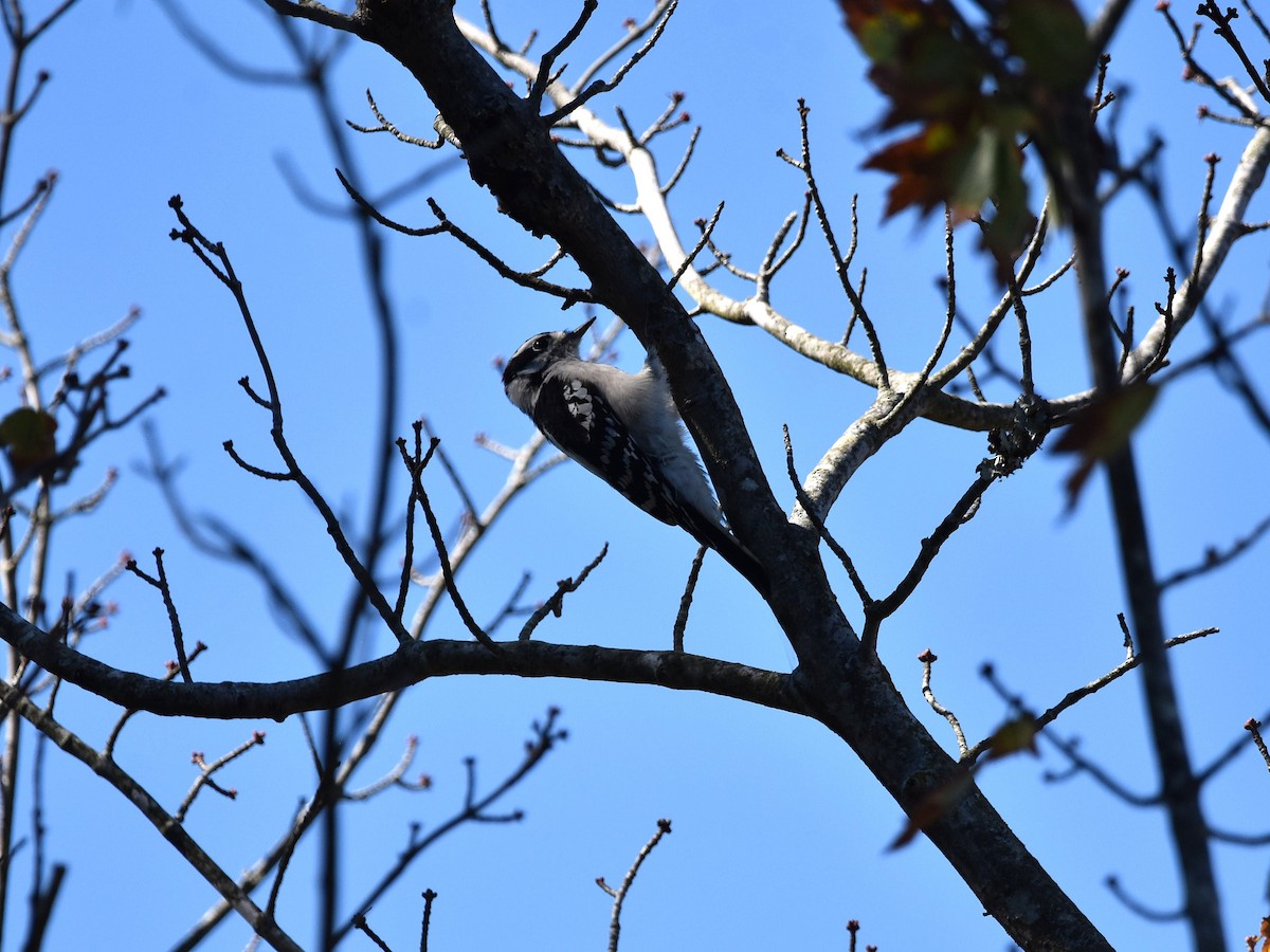 dunspett - ML644488995