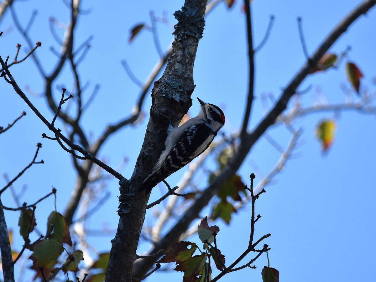 dunspett - ML644488996