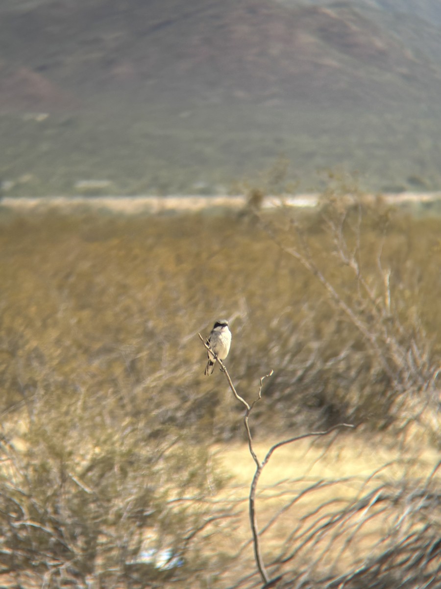 アメリカオオモズ - ML644489000