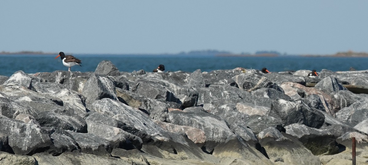 Американский кулик-сорока - ML644489014