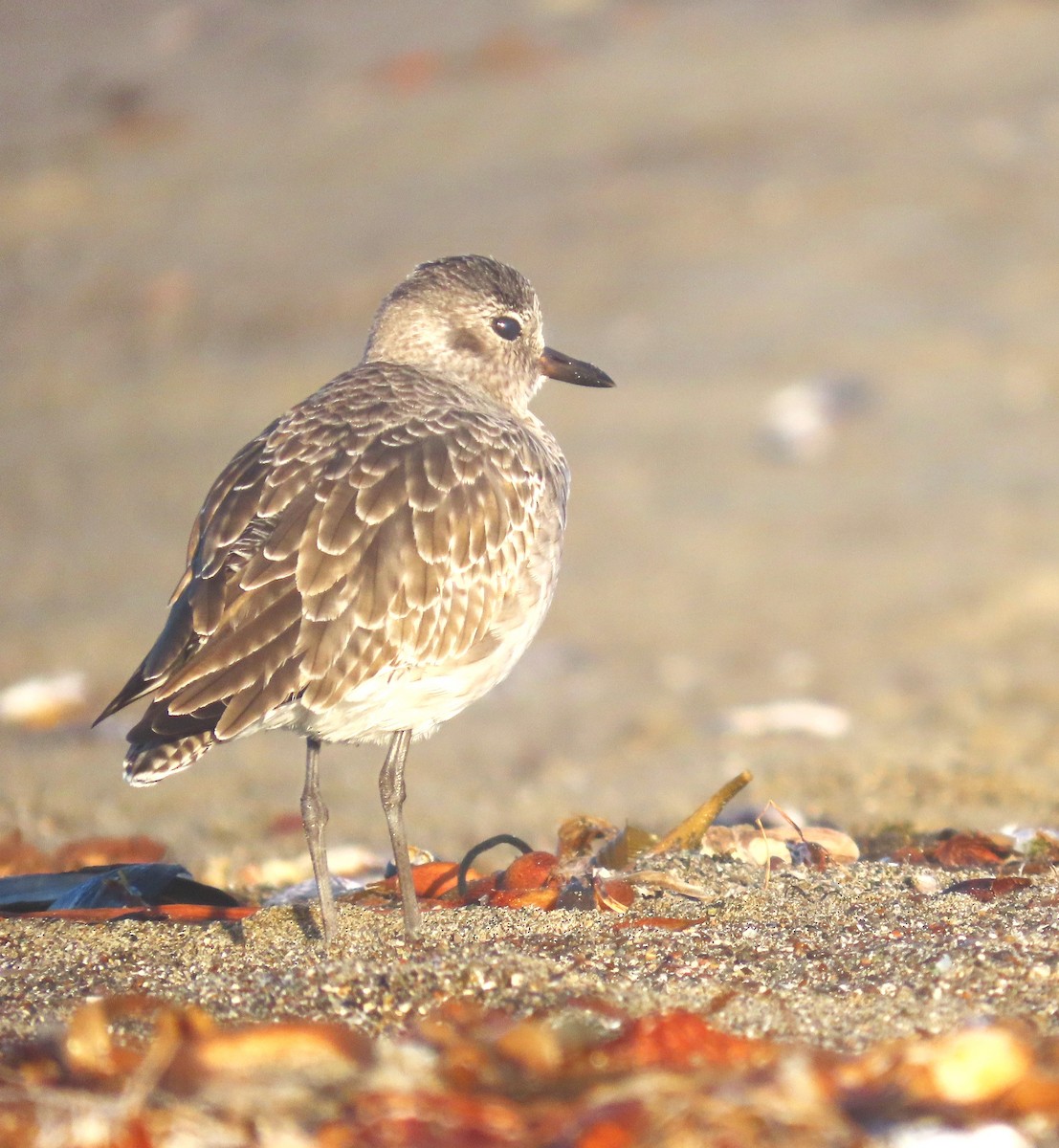 Black-bellied Plover - ML644489017