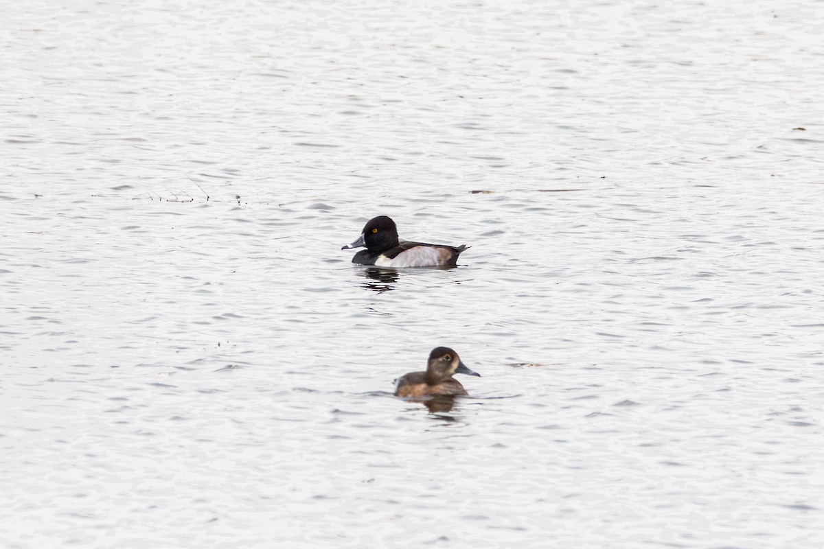 環頸潛鴨 - ML644489020