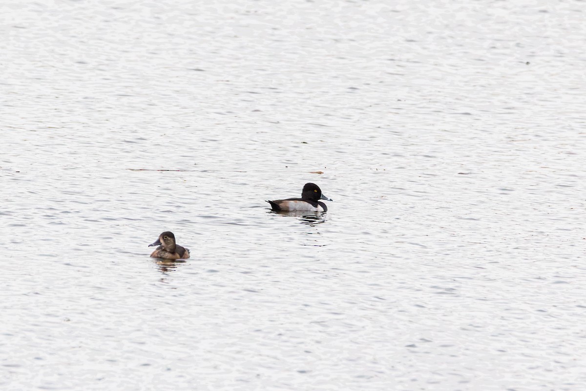 環頸潛鴨 - ML644489021