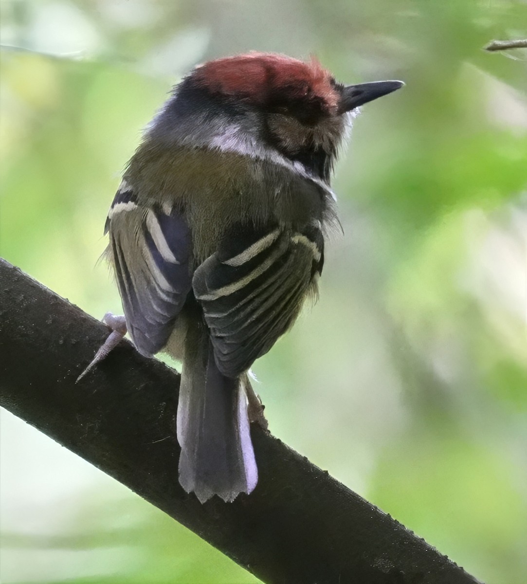 Rufous-crowned Tody-Flycatcher - ML644489029