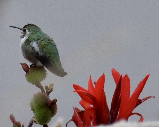 Costa's Hummingbird - ML644489031