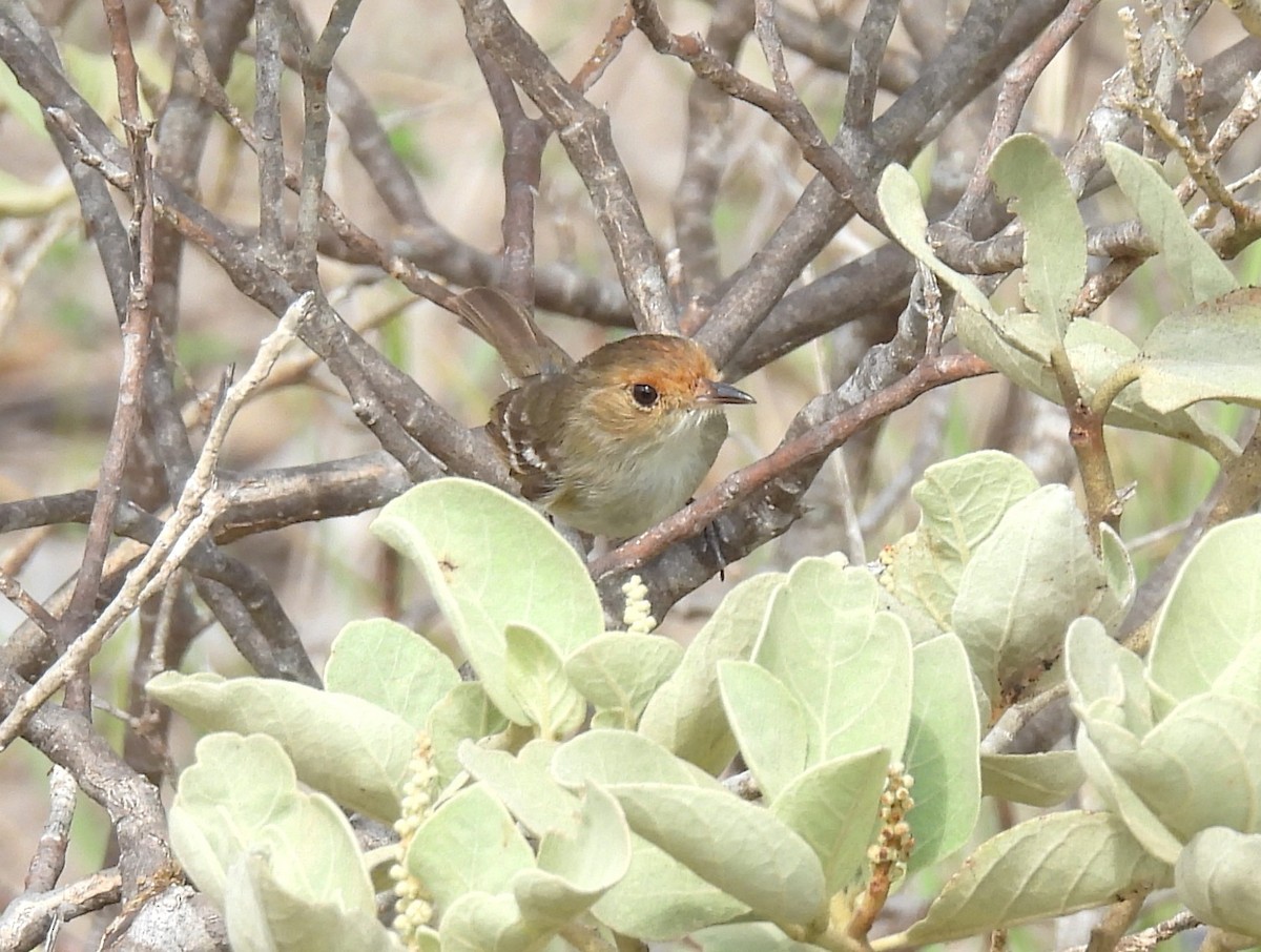 Fulvous-faced Scrub-Tyrant - ML644489033