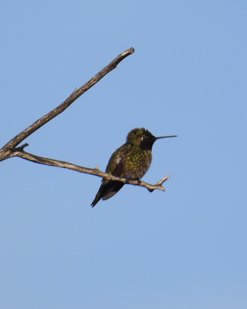 Anna's Hummingbird - ML644489036