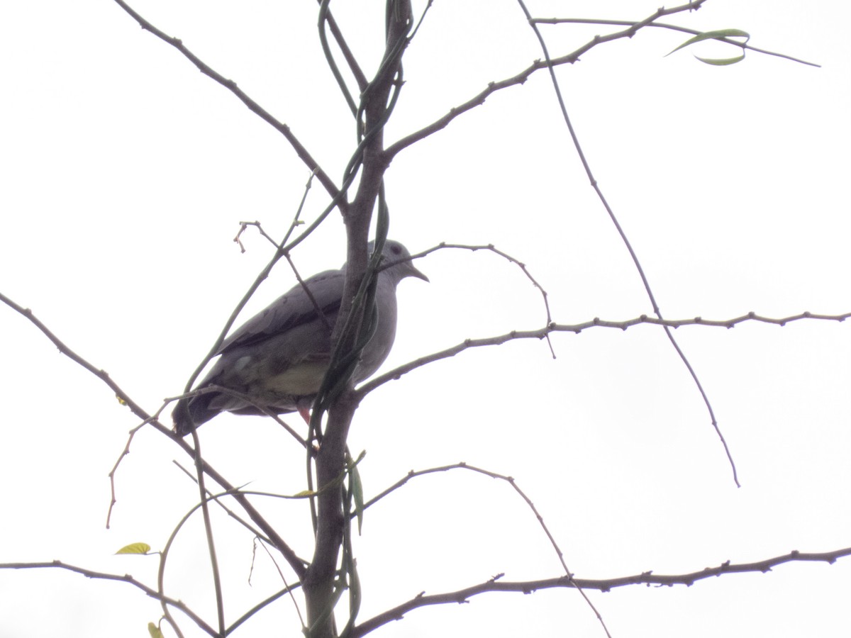 Plain-breasted Ground Dove - ML644489037
