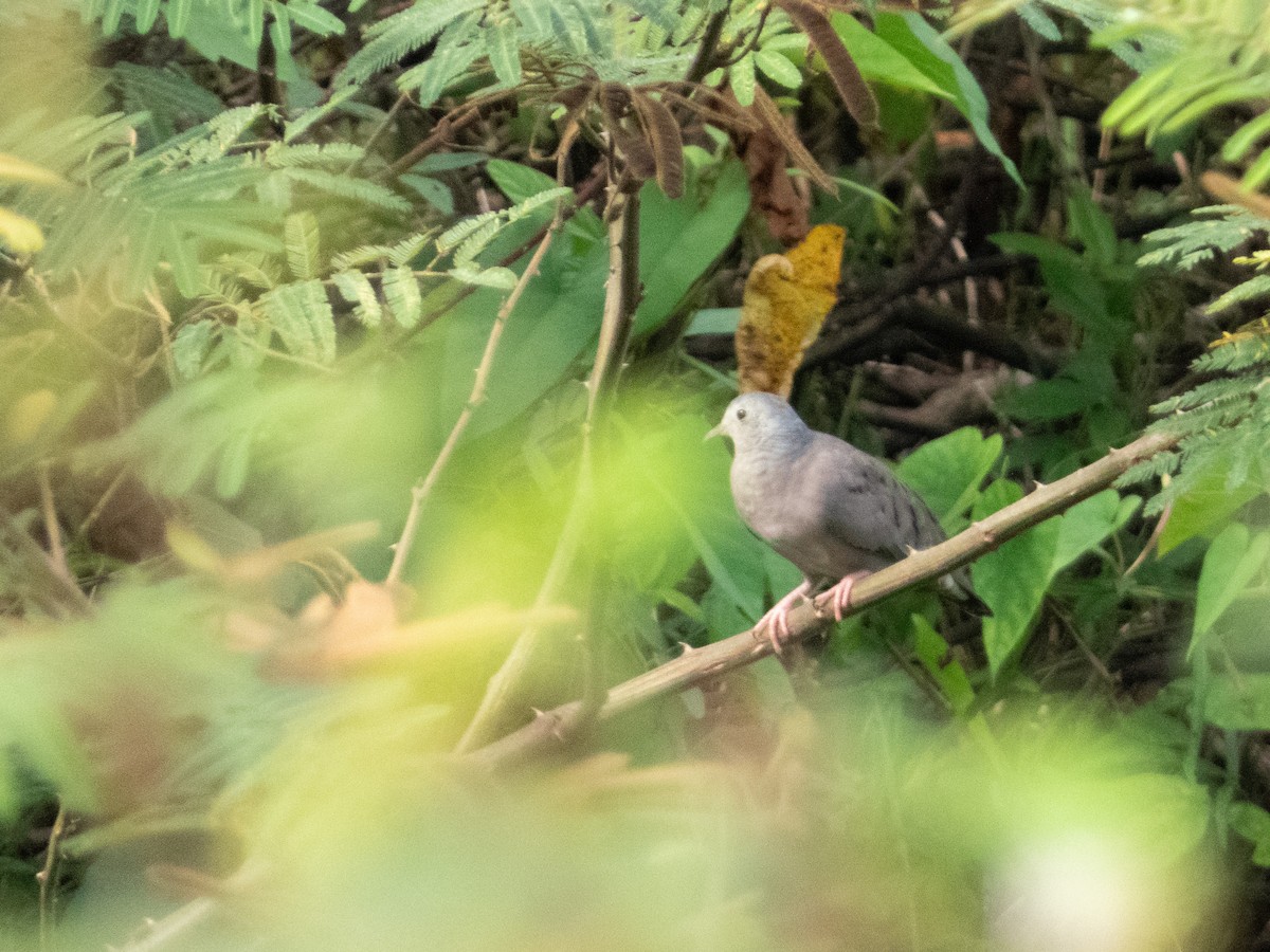 Plain-breasted Ground Dove - ML644489038