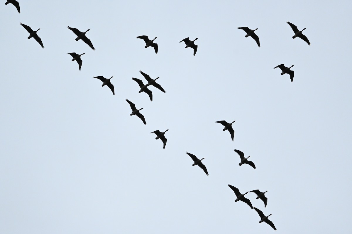 カナダガン - ML644489048