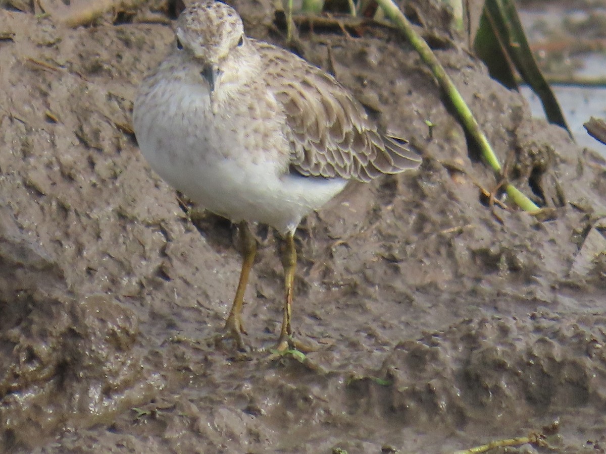 アメリカヒバリシギ - ML644489050