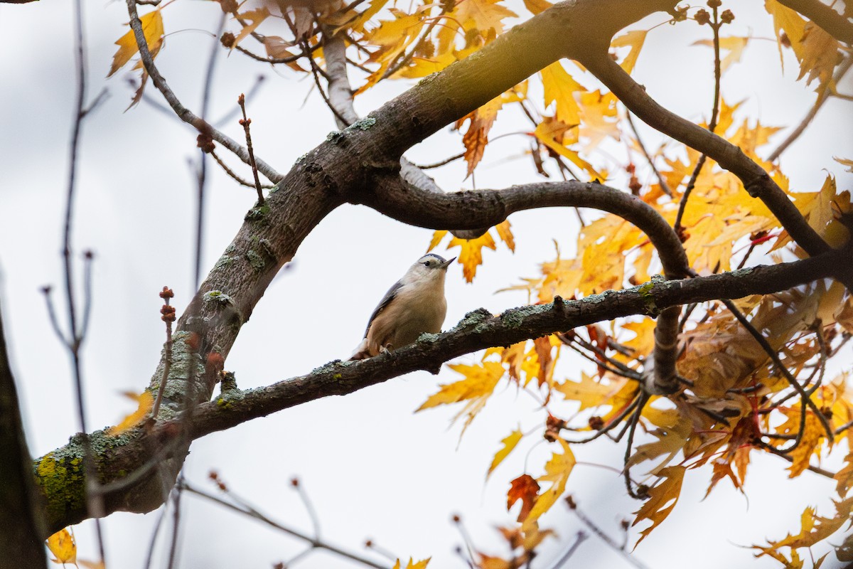 White-breasted Nuthatch - ML644489051