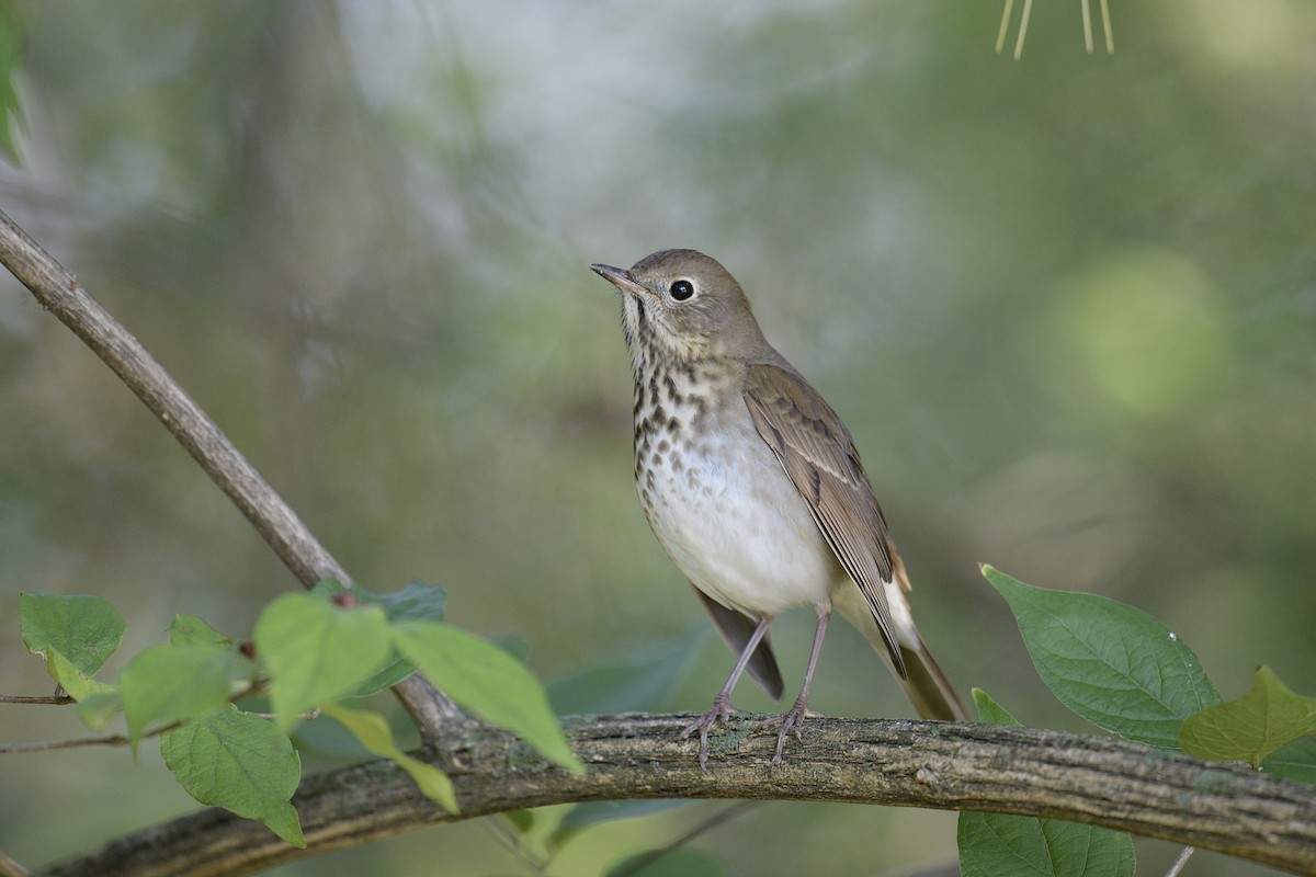 Hermit Thrush - ML644489054