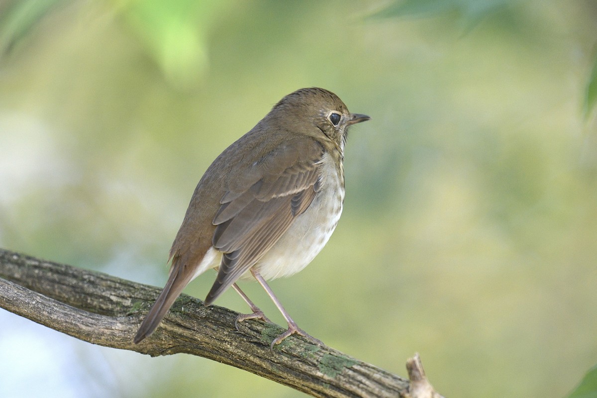 Hermit Thrush - ML644489055