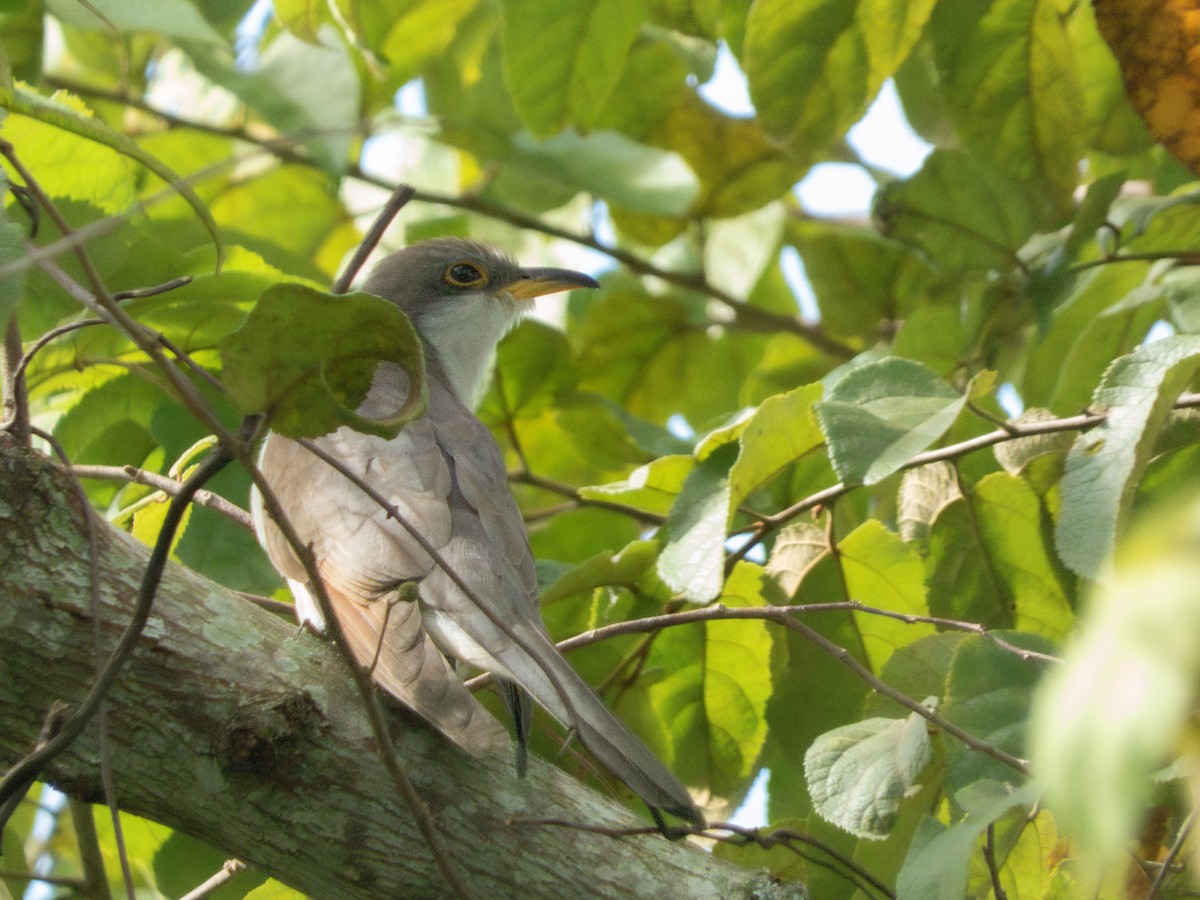 Yellow-billed Cuckoo - ML644489056