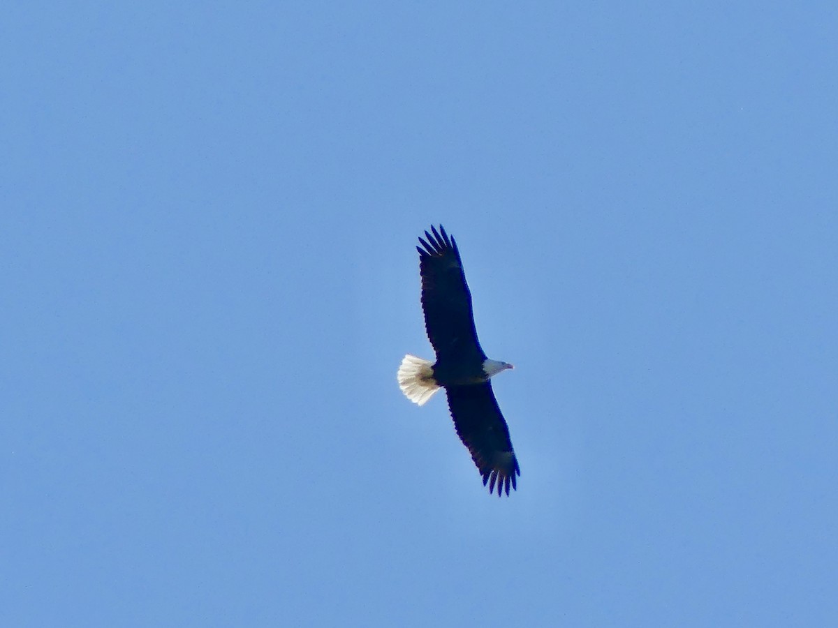 Bald Eagle - ML644489057