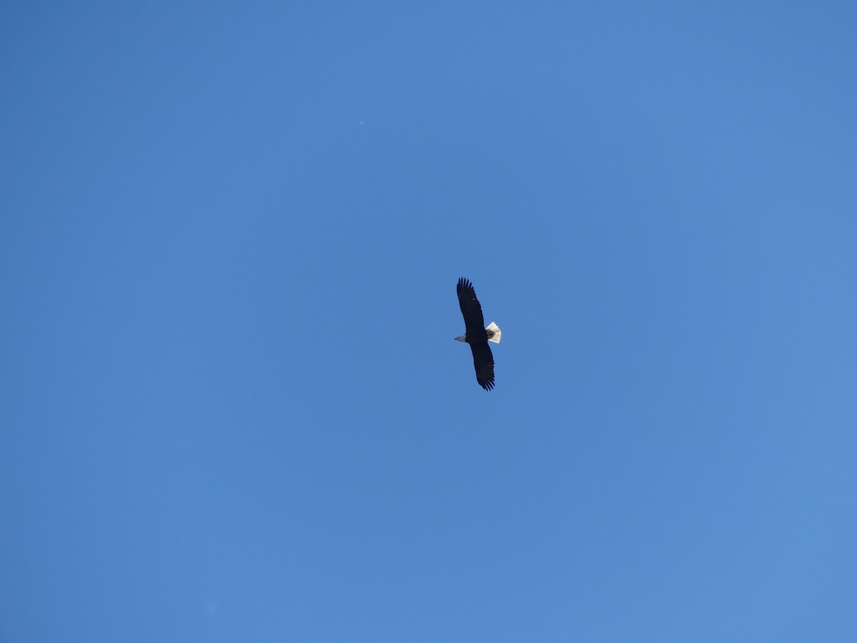 Bald Eagle - ML644489058