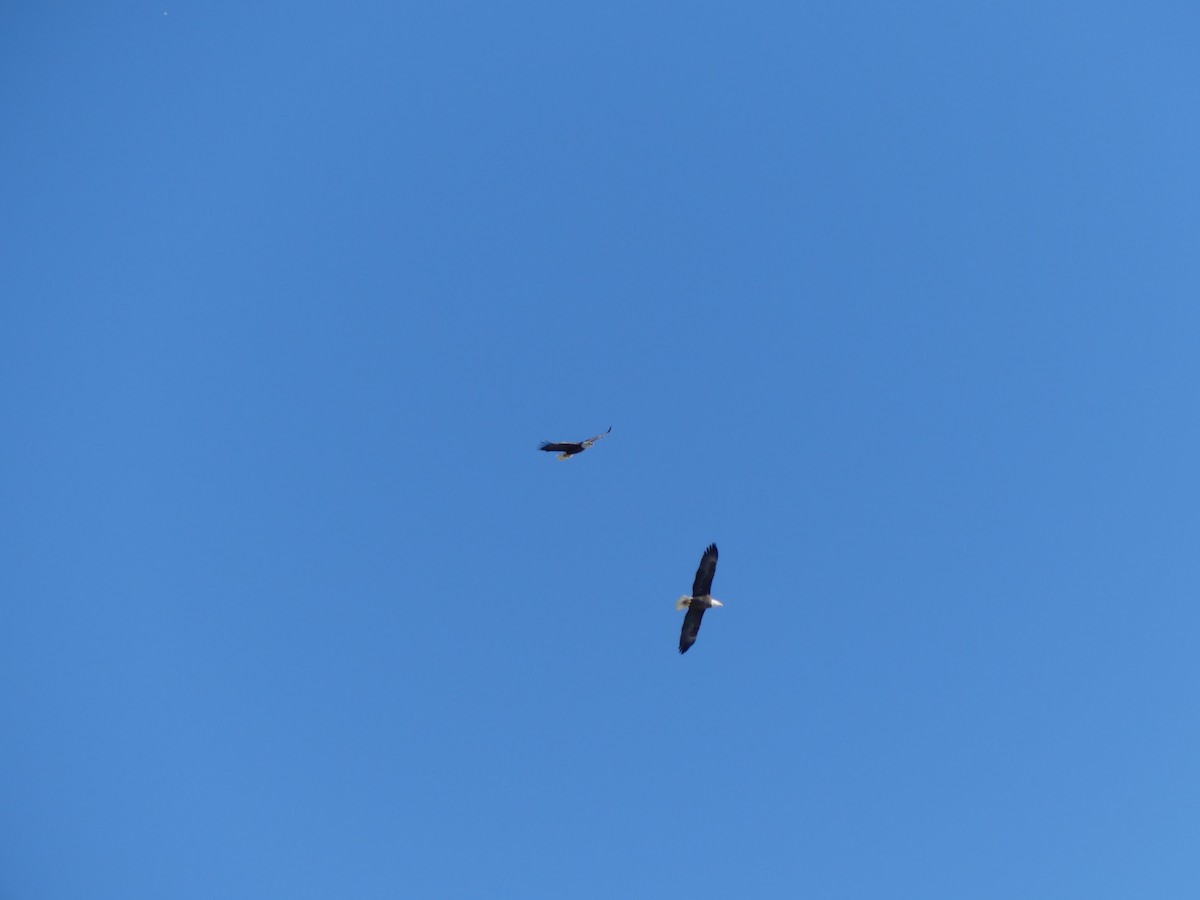 Bald Eagle - ML644489059