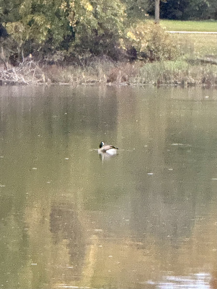 カナダガン - ML644489066