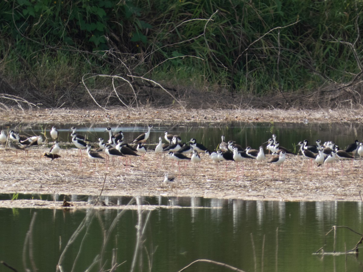 Кулик-довгоніг американський - ML644489073