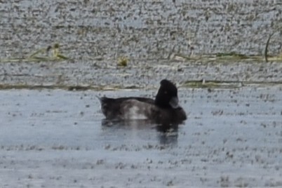 Tufted Duck - ML644489078