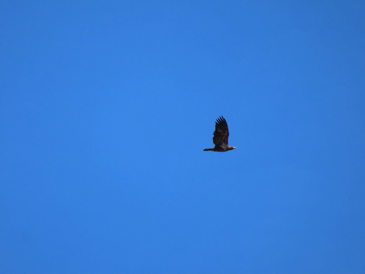 ハクトウワシ - ML644489079