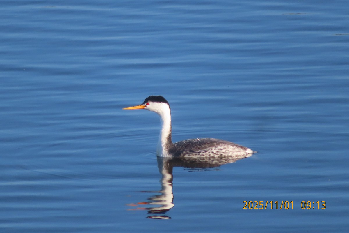 Grèbe à face blanche - ML644489090