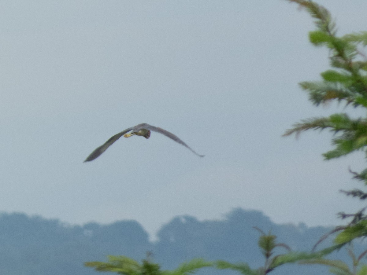 Tricolored Heron - ML644489105