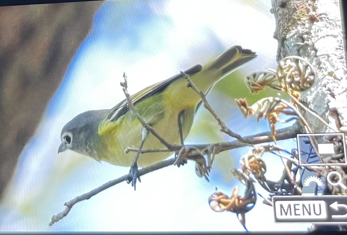 Blue-headed Vireo - ML644489110