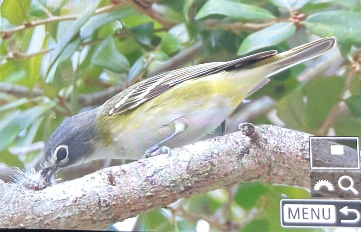 Blue-headed Vireo - ML644489111