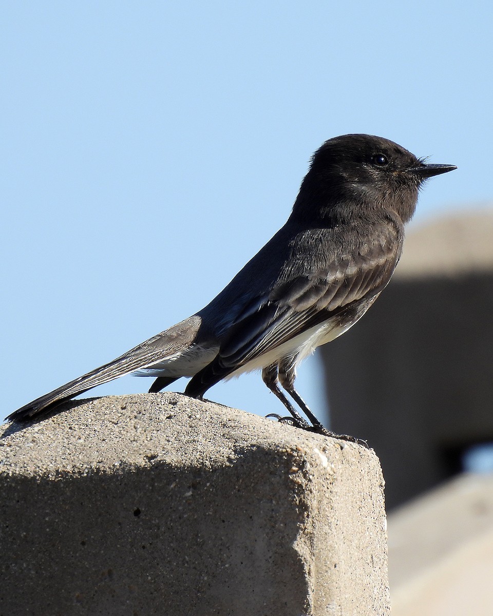 Black Phoebe - ML644489113