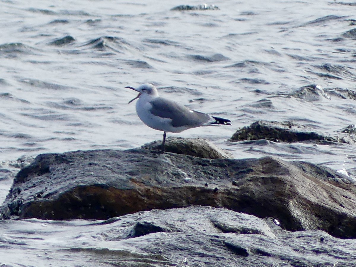 Laughing Gull - ML644489125