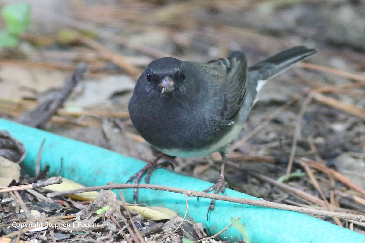 Dark-eyed Junco - ML644489133