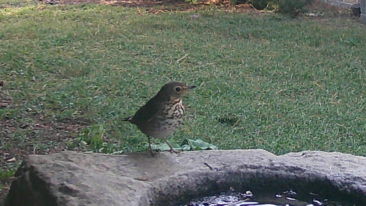 Hermit Thrush - ML644489141