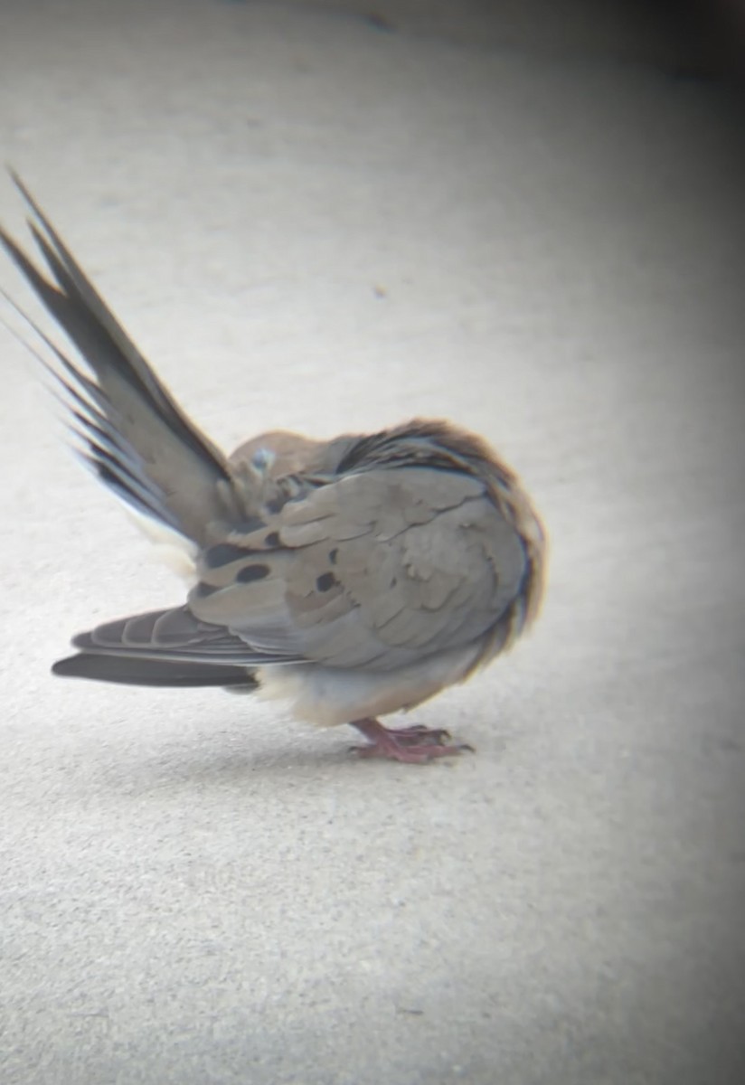 ナゲキバト - ML644489142