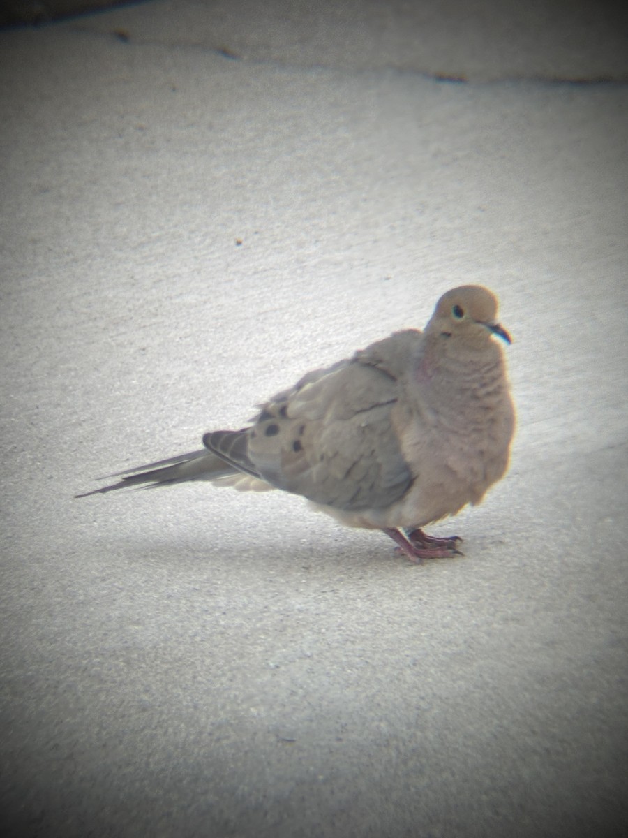 ナゲキバト - ML644489143