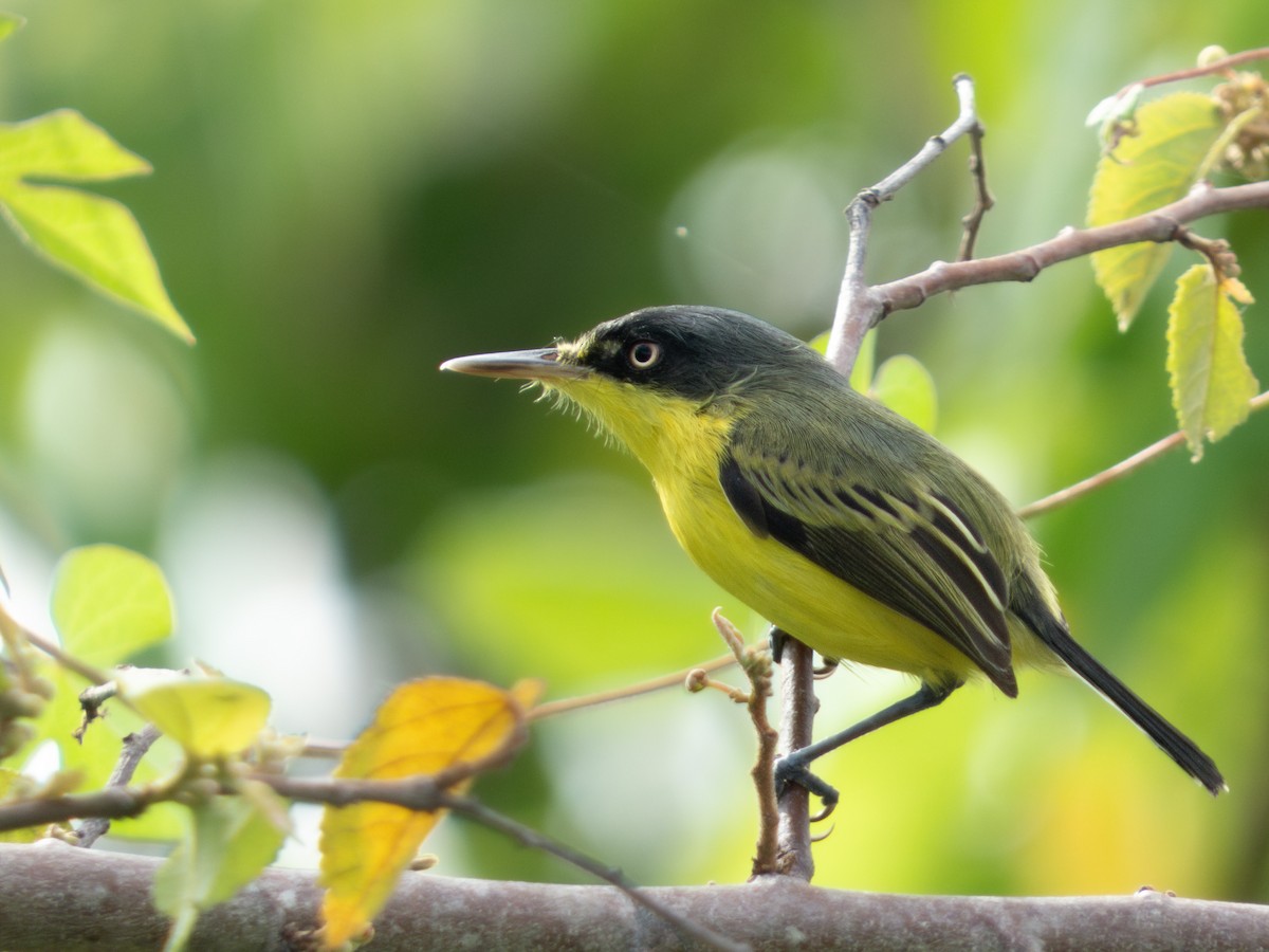 Common Tody-Flycatcher - ML644489151
