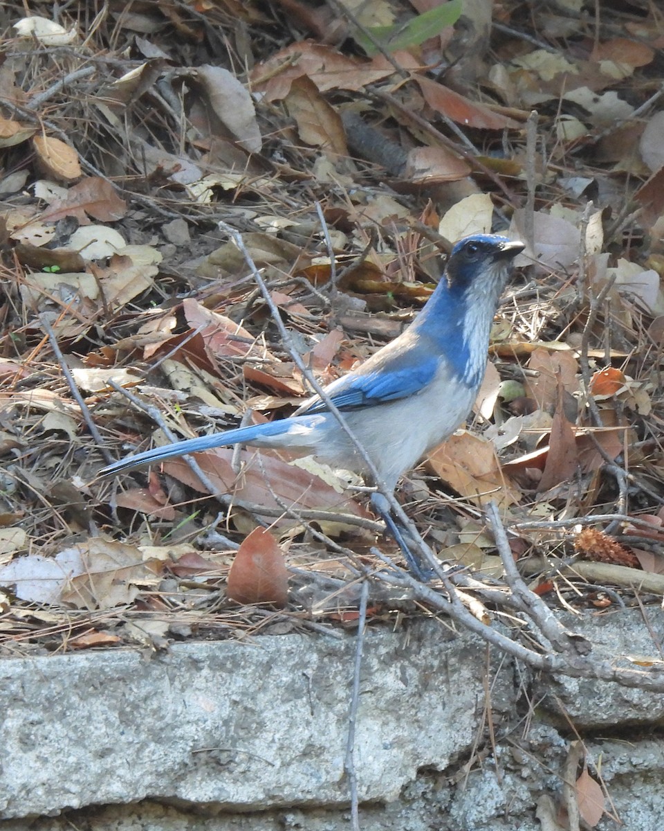 Калифорнийская сойка - ML644489154