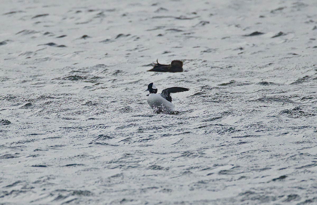 Ak Yanaklı Ördek - ML644489155