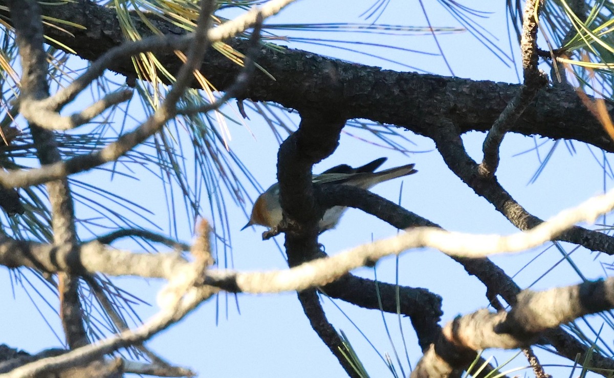 Olive Warbler - ML644489157