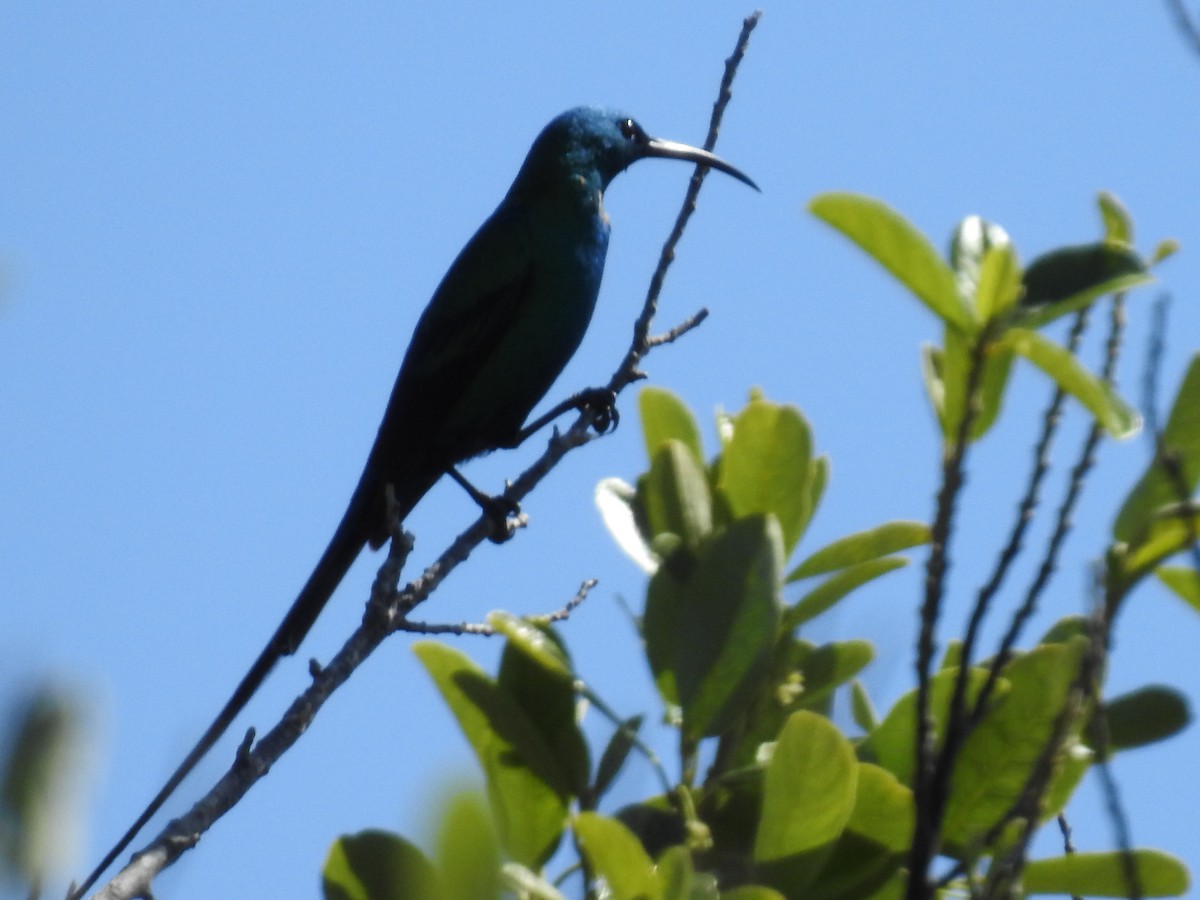 Souimanga malachite - ML644489162