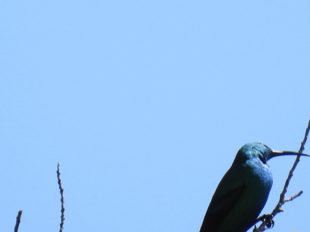 Souimanga malachite - ML644489163