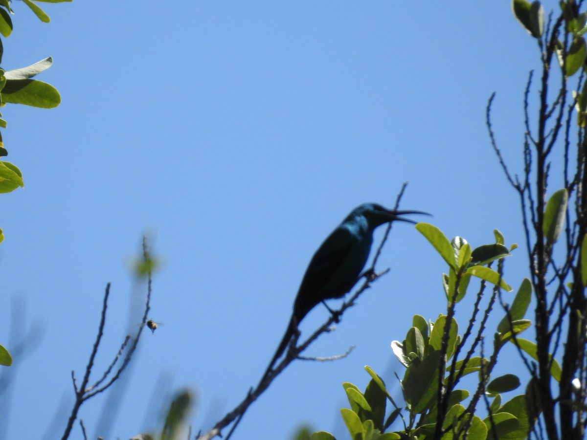 Souimanga malachite - ML644489164