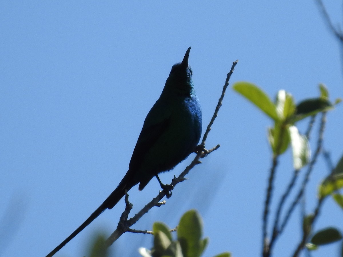 Souimanga malachite - ML644489166