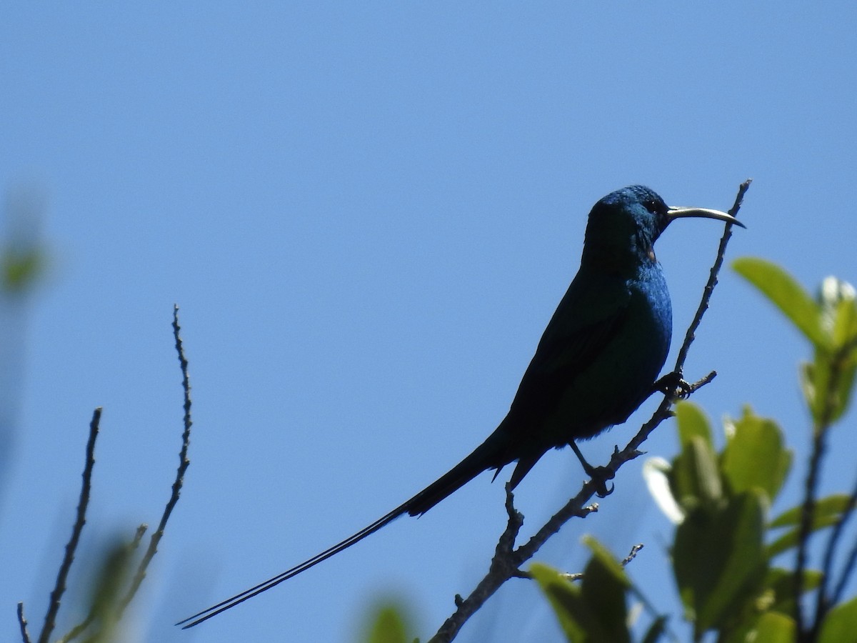 Souimanga malachite - ML644489167