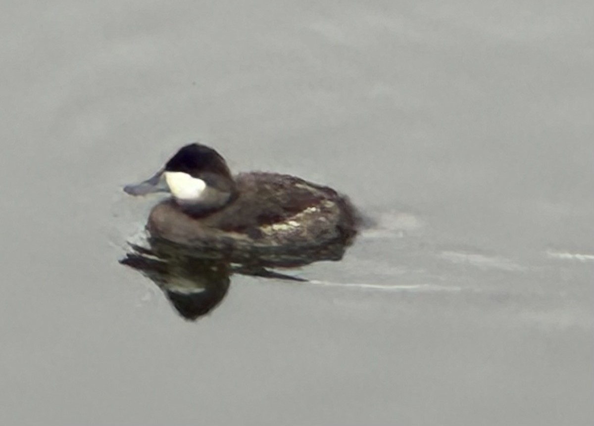 Gobbo della Giamaica - ML644489168