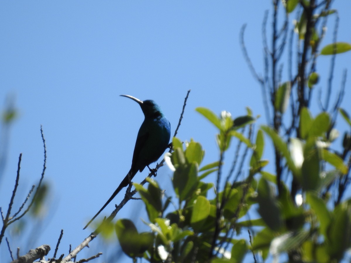 Souimanga malachite - ML644489169